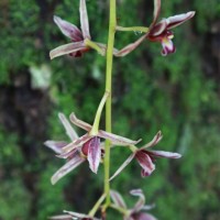 Cymbidium aloifolium (L.) Sw.